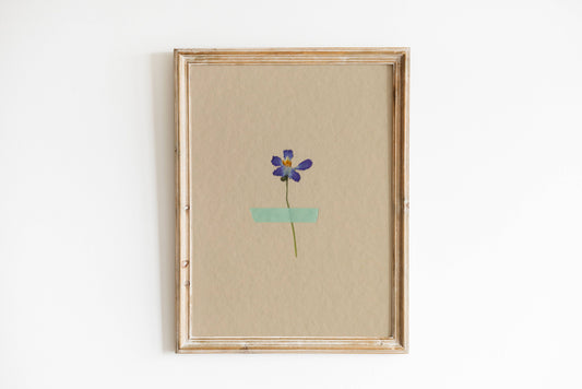 Pressed Wild Viola