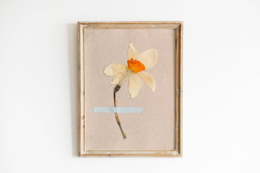 Pressed Narcissus