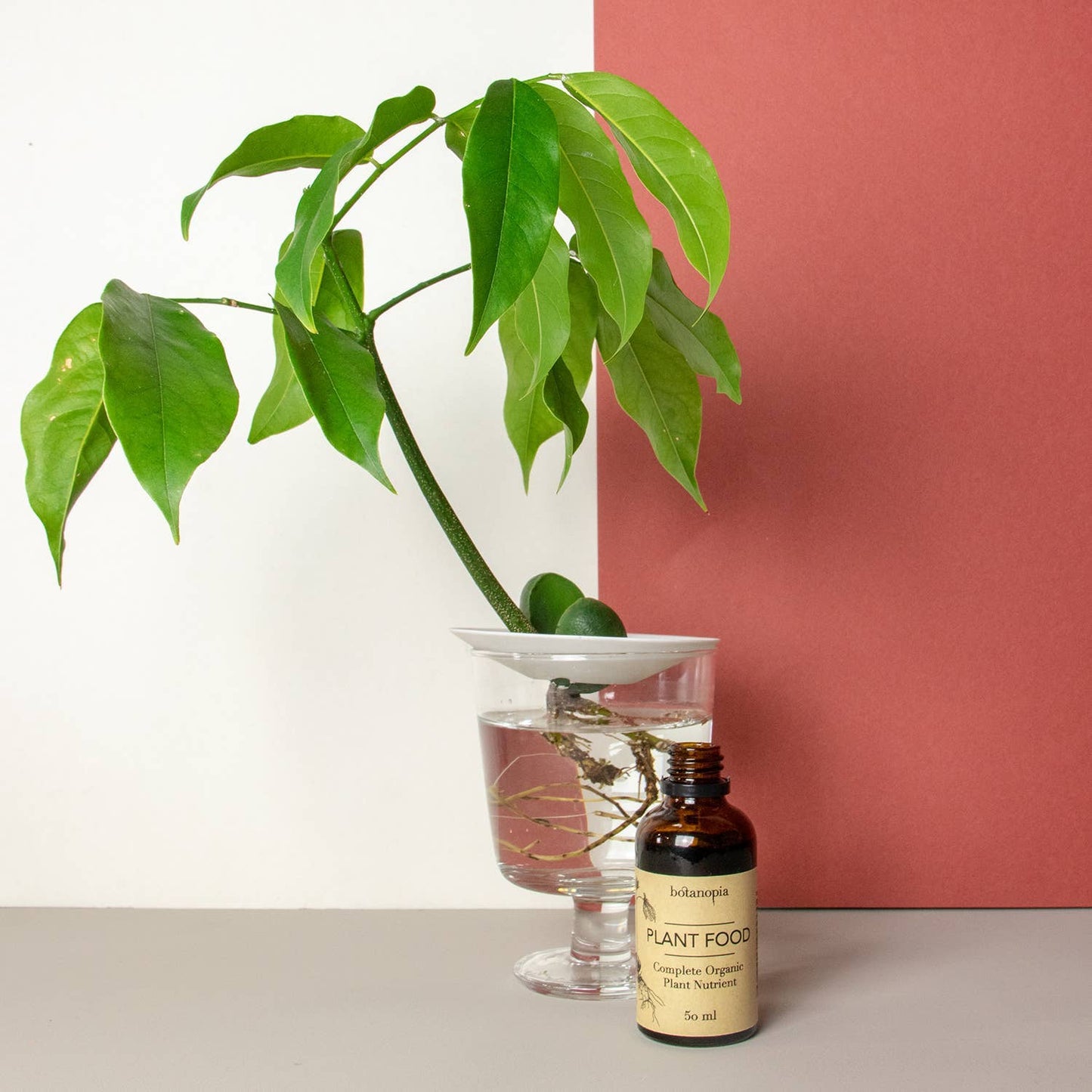 Plant Food